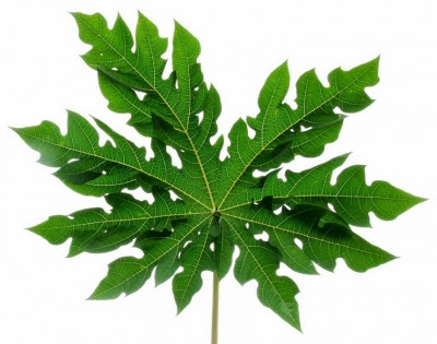 La feuille de papaye est un anticancer naturel puissnat