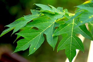 La feuille de papaye est anticancer puissant grâce à la papaïne