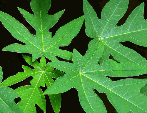 les feuilles et les graines de papaye sont un anticancer naturel