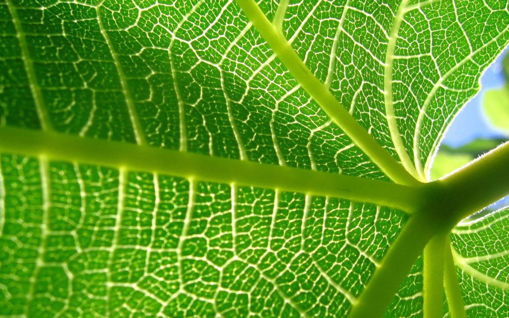 La feuille de papaye bio est un anticancer naturel